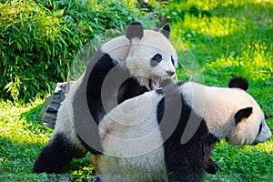 cheerful playing pandas on green lawn