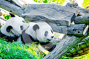 cheerful playing pandas on green lawn