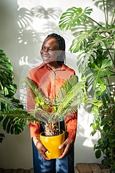 Cheerful pleased black female plant lover holding Cycas in yellow pot in hands look aside window.