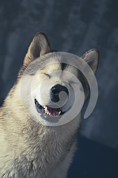 Cheerful portrait of a Malamute girl