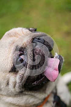 Cheerful pug dog mops poses for the camera.