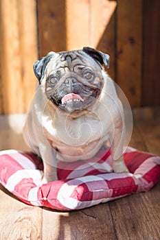 A cheerful pug dog sits on a pillow in a red-white patch and takes a sunbath