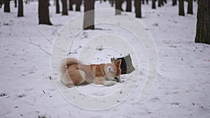 Cheerful puppy having fun on winter day in forest playing hunting eating white snow in slow motion. Happy relaxed dog