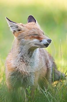 Cheerful red fox sniffing with snout up and eyes closed enjoying summer day