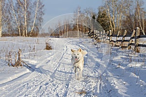 A cheerful red-haired Japanese Akita Inu dog runs along a snowy road in the countryside among spruce and birch trees.