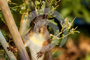 Red squirrel perched on a tree in sunlight in the forest