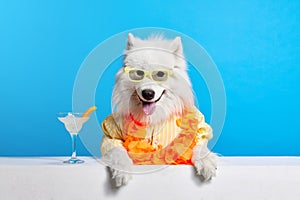 Cheerful Samoyed dog with neck colorful floral accessories, sunglasses and cocktail against blue studio background