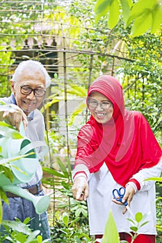 Cheerful senior couple watering plant in garden