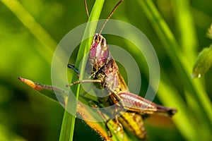 A cheerful singing grasshopper among green grass macro visible