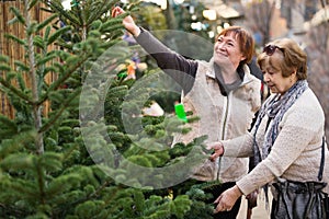 Cheerful smiling elderly women selecting spruce