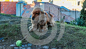 Cheerful spaniel dog plays with ball early in morning in park, Marseille, France