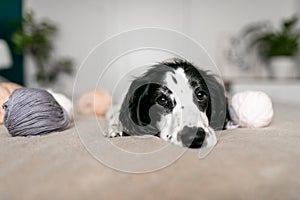 Cheerful Spaniel Puppy Discovers Woolen Balls Amidst Cozy Bedding