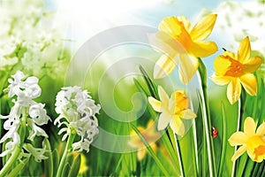 Cheerful Spring Bulbs photo