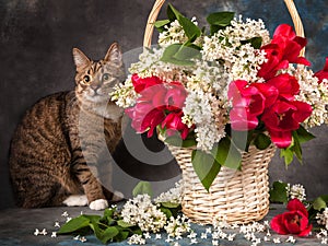 Cheerful still life. cat and white basket with lilac flowers and red tulips in dramatic light