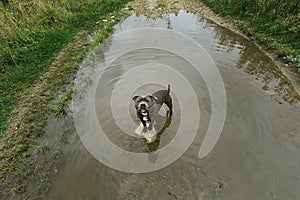 Cheerful strong dog standing in puddle in summertime