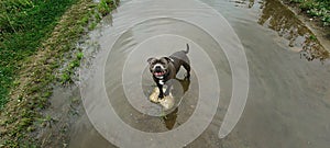 Cheerful strong dog standing in puddle in summertime