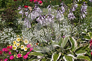 Cheerful sunny summer flower border with blooming  Hosta `Francee`, mix of Petunia and and white Sweet Alyssum