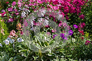 Cheerful sunny summer flower border with blooming  Hosta `Francee`, mix of pink phloxes , Pink Lavatera, mix of Petunia