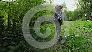 Cheerful teen girl runs along the spring forest lawn