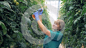 Cheerful warmhouse employee is spraying tomato plants