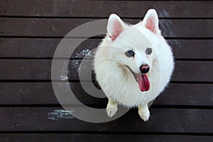 Cheerful White Dog Japanese Spitz Beautiful Hair Sitting, Tongue and Happiness in Wood Background at Outdoors