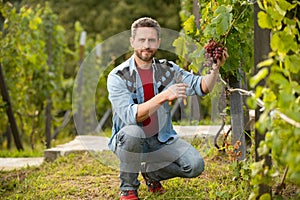 cheerful winegrower on grape farm. man harvester on summer harvest. enologist