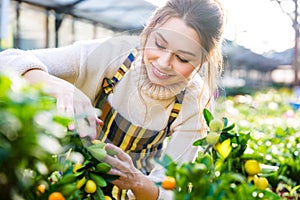 Cheerful woman gardener taking care of smal lemon trees