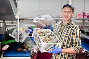 Cheerful worker carrying box with selected mangoes in fruit warehouse