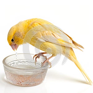 Yellow Canary Bird Drinking Water isolated on white background photo