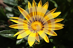 A cheerful yellow gerbera daisy flower in the bright tropical sun