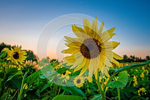 Cheerful yellow sunflower  Helianthus in fields at sunset still life in nature