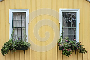 Cheerful yellow wood sided building closeup with window boxes full of flowers with strings strung up for vines to grow on