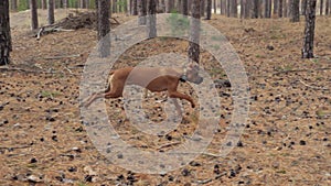 Cheerful young dog boxer is chasing a ball, trying to catch in slow motion, running in a forest