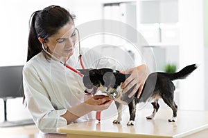Cheerful young female veterinarian doctor using stethoscope listening to the heartbeat of a terrier canine dog at the
