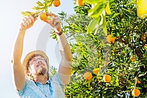 Cheerful young man harvests oranges and mandarins