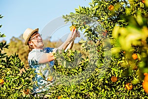 Cheerful young man harvests oranges and mandarins
