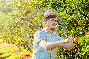 Cheerful young man harvests oranges and mandarins