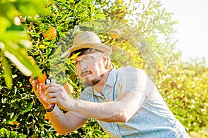 Cheerful young man harvests oranges and mandarins