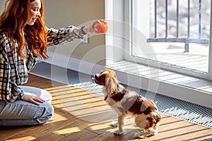 Cheerful young redhead female is playing with pet at home on floor with toy