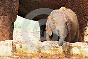 Cheerfull baby elephant photo