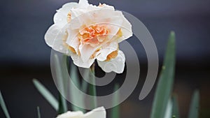 Cheerfulness Double Daffodil flower blossom swaying in the rain