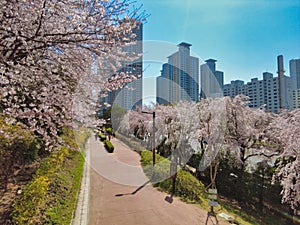 Cheery blossom blooming in haeundae, Busan, South Korea, Asia