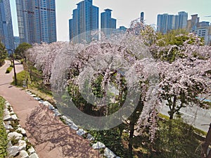 Cheery blossom blooming in haeundae, Busan, South Korea, Asia