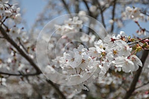 Cheery Blossom is blooming in Japan