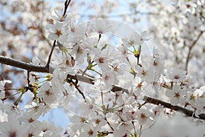 Cheery Blossom is blooming in Japan