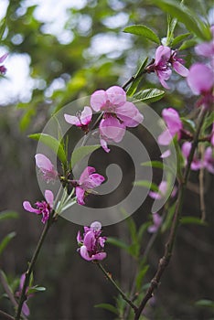 Cheery blossom flowers pink petals color