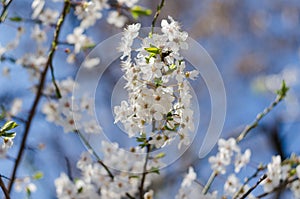 Cheery blossom flowers on spring day