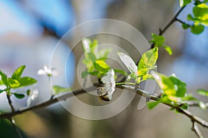 Cheery blossom flowers on spring day