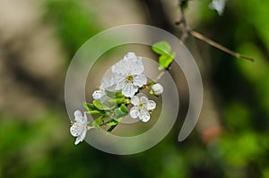 Cheery blossom flowers on spring day