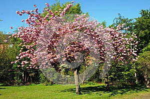 CHEERY BLOSSOM TREE